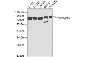 Western blot analysis of extracts of various cell lines using HSP90AB1 Polyclonal Antibody at dilution of 1:1000. (HSP90AB1 antibody)