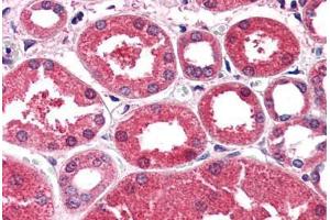 Human Kidney (formalin-fixed, paraffin-embedded) stained with AKR1A1 antibody ABIN351467 at 2. (AKR1A1 antibody  (AA 313-325))