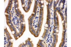IHC testing of FFPE mouse intestine with CDCP1 antibody.