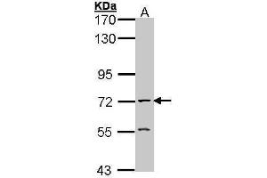 Acetylcholinesterase antibody  (C-Term)