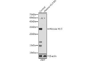 Western blot analysis of extracts of 293T cells, using Histone H1. (Histone H1 antibody  (AA 1-105))