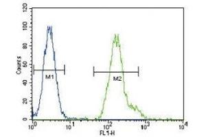 CEBPA antibody flow cytometric analysis of HeLa cells (green) compared to a negative control (blue). (CEBPA antibody  (AA 304-330))