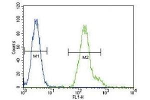 CEBPA antibody flow cytometric analysis of HeLa cells (green) compared to a negative control (blue). (CEBPA antibody  (AA 304-330))