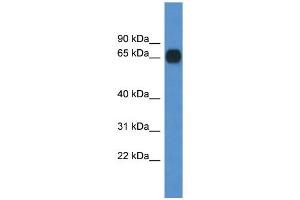WB Suggested Anti-Cpne6 Antibody Titration: 1.