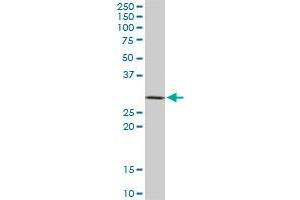 Syntaxin 4 antibody  (AA 19-119)