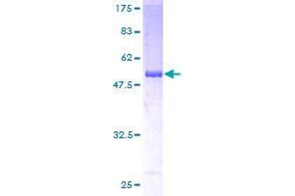 RBPMS Protein (AA 1-219) (GST tag)