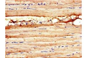 Immunohistochemistry of paraffin-embedded human skeletal muscle tissue using ABIN7160017 at dilution of 1:100 (MAP3K11 antibody  (AA 536-693))