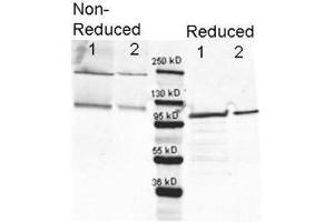 Western Blotting (WB) image for Hamster Complement (Lyophilized) With Diluent (ABIN925155) (Hamster Complement (Lyophilized) With Diluent)