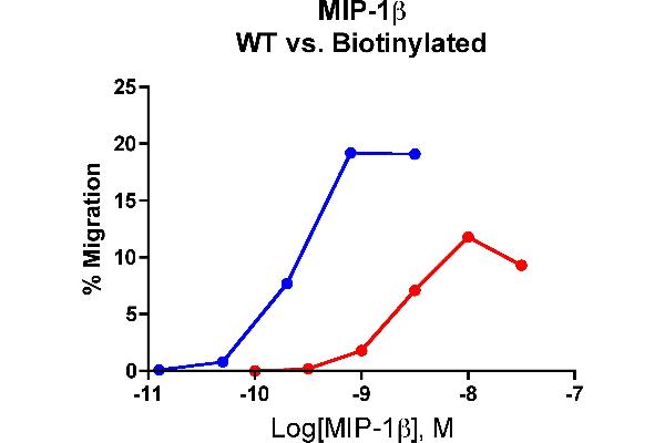 CCL4 Protein (AA 24-92) (Biotin)
