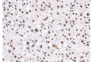 ABIN6266524 at 1/200 staining human Liver tissue sections by IHC-P. (Cyclin E1 antibody  (C-Term))