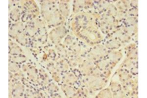 Immunohistochemistry of paraffin-embedded human pancreatic tissue using ABIN7144122 at dilution of 1:100 (ANGPTL7 antibody  (AA 27-296))