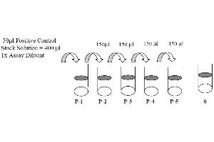 BTK ELISA Kit