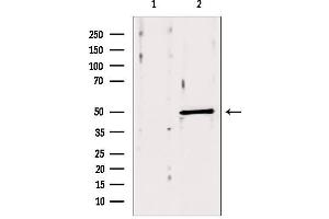 Western blot analysis of extracts from mouse brain, using ACOX1 antibody.