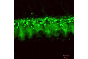 Immunostaining of cochlear inner hair cells from 3 weeks old rats. (DNAJC5 antibody  (C-Term))