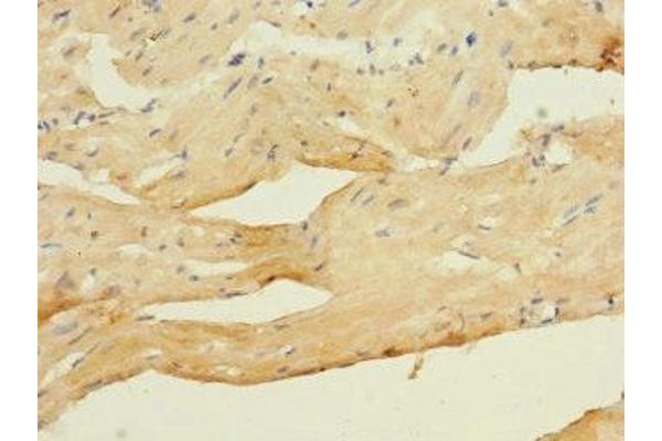 CACNA2D4 antibody  (AA 934-1115)