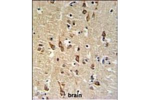 SGTB Antibody (N-term) (ABIN651267 and ABIN2840162) IHC analysis in formalin fixed and paraffin embedded human brain tissue followed by peroxidase conjugation of the secondary antibody and DAB staining. (SGTB antibody  (N-Term))
