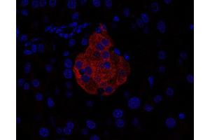 Indirect immunostaining of PFA-fixed paraffin embedded mouse pancreas section (dilution 1 : 200). (Complexin 1, 2 (AA 45-81) antibody)