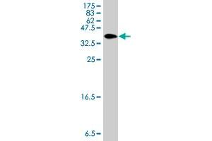 Western Blot detection against Immunogen (36. (EEF1D antibody  (AA 1-91))