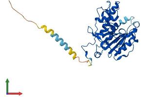 AlphaFold protein structure predicition of Mouse Recombinant Abo Protein, UniprotID P38649 (ABO Protein (AA 1-332) (His tag))