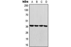 Western blot analysis of GDF1 expression in U87MG (A), HeLa (B), Raw264. (GDF1 antibody  (Center))