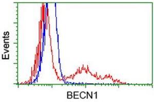 HEK293T cells transfected with either RC201629 overexpress plasmid (Red) or empty vector control plasmid (Blue) were immunostained by anti-BECN1 antibody (ABIN2454376), and then analyzed by flow cytometry. (Beclin 1 antibody)