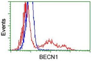 HEK293T cells transfected with either RC201629 overexpress plasmid (Red) or empty vector control plasmid (Blue) were immunostained by anti-BECN1 antibody (ABIN2454376), and then analyzed by flow cytometry. (Beclin 1 antibody)