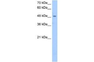 SSB antibody used at 2. (SSB antibody)
