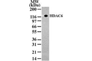 Western blot analysis of HDAC6 in NIH/3T3 cell lysate with HDAC6 polyclonal antibody  .