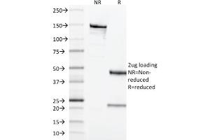 SDS-PAGE Analysis Purified CD68 Mouse Monoclonal Antibody (LAMP4/1830). (CD68 antibody  (AA 150-301))