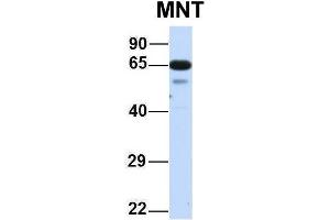 Host:  Rabbit  Target Name:  MNT  Sample Type:  Human Fetal Lung  Antibody Dilution:  1. (MNT antibody  (N-Term))