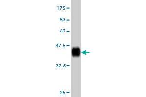 Western Blot detection against Immunogen (36. (RPL36A antibody  (AA 7-106))
