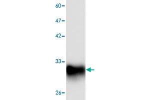 Western blot analysis of HEK293 whole cell lystae with NP monoclonal antibody, clone 11  at 1:1000 dilution. (PNP antibody  (AA 68-289))