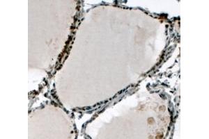 ABIN184782 (4µg/ml) staining of paraffin embedded Human Thyroid Gland. (ELF5 antibody  (C-Term))