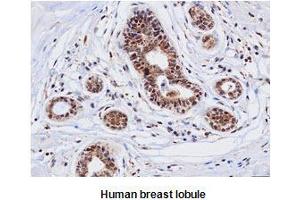 Immunohistochemistry (IHC) image for anti-Cathepsin D (CTSD) (AA 21-412) antibody (ABIN317502) (Cathepsin D antibody  (AA 21-412))