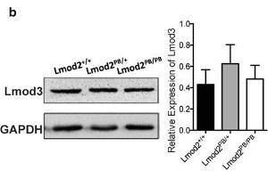 Tmod1 and Lmod3 Expression in Lmod2 mutant mice. (GAPDH antibody  (AA 1-335))