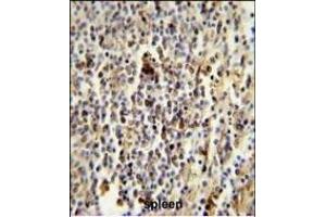 Immunohistochemistry (Paraffin-embedded Sections) (IHC (p)) image for anti-CD1e (CD1e) (AA 184-212) antibody (ABIN653900)