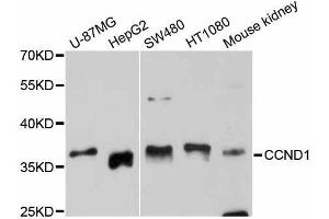 Western blot analysis of extracts of various cell lines, using CCND1 antibody (ABIN5997382) at 1/1000 dilution. (Cyclin D1 antibody)