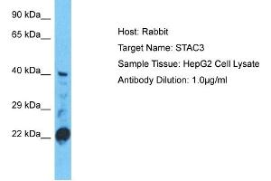 Host: Rabbit Target Name: STAC3 Sample Type: HepG2 Whole Cell lysates Antibody Dilution: 1. (STAC3 antibody  (C-Term))