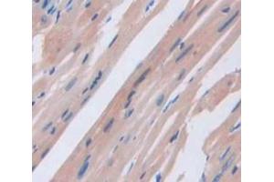 Figure. (NOG antibody  (AA 116-232))