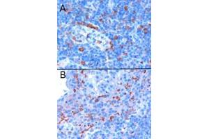 ABIN185311 (0. (EFHD2 antibody  (C-Term))