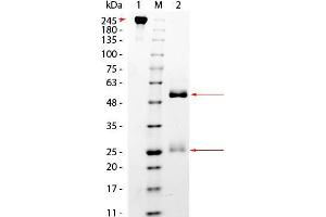 SDS-PAGE of Monkey IgG Whole Molecule.