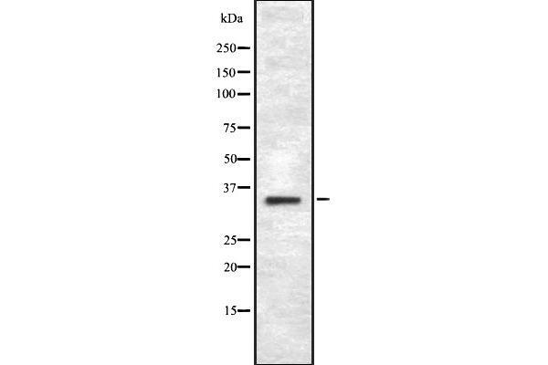 TAS2R43 antibody