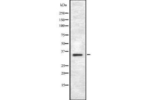 Western blot analysis of TAS2R43 using RAW264. (TAS2R43 antibody)