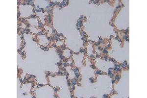 #VALUE! (CSK antibody  (AA 243-438))