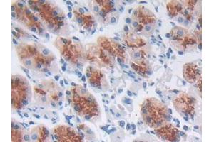 IHC-P analysis of Human Stomach Tissue, with DAB staining. (CCL8 antibody  (AA 1-99))