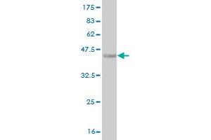 Western Blot detection against Immunogen (36. (HOXA5 antibody  (AA 171-270))