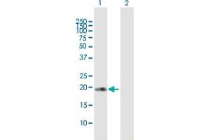 COPS8 antibody  (AA 1-209)