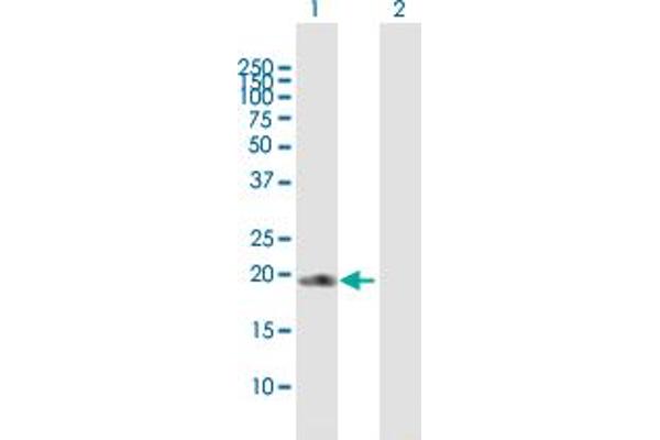 COPS8 antibody  (AA 1-209)