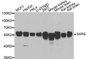 Western blot analysis of extracts of various cell lines, using SARS antibody (ABIN5974071) at 1/1000 dilution. (Seryl-tRNA Synthetase (SARS) antibody)