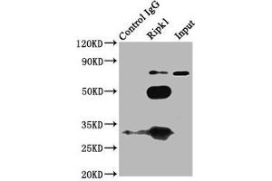 Immunoprecipitating Ripk1 in K562 whole cell lysate Lane 1: Rabbit control IgG (1? (RIPK1 antibody  (AA 1-656))